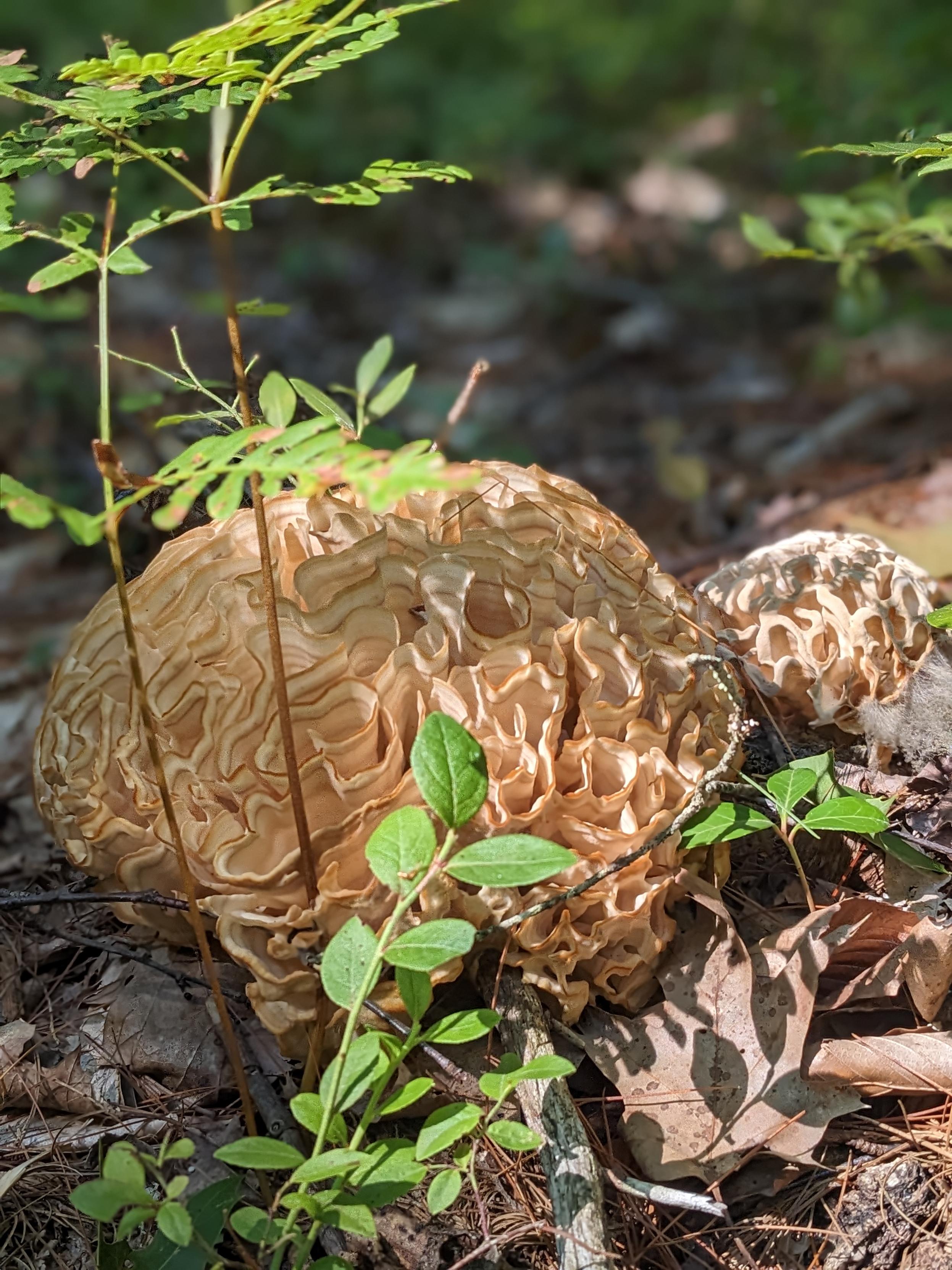 Two cauliflower mushrooms surrounded by brown leaf litter and a few green saplings.